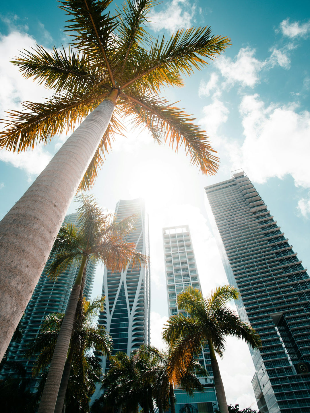 Miami palms and skyline
