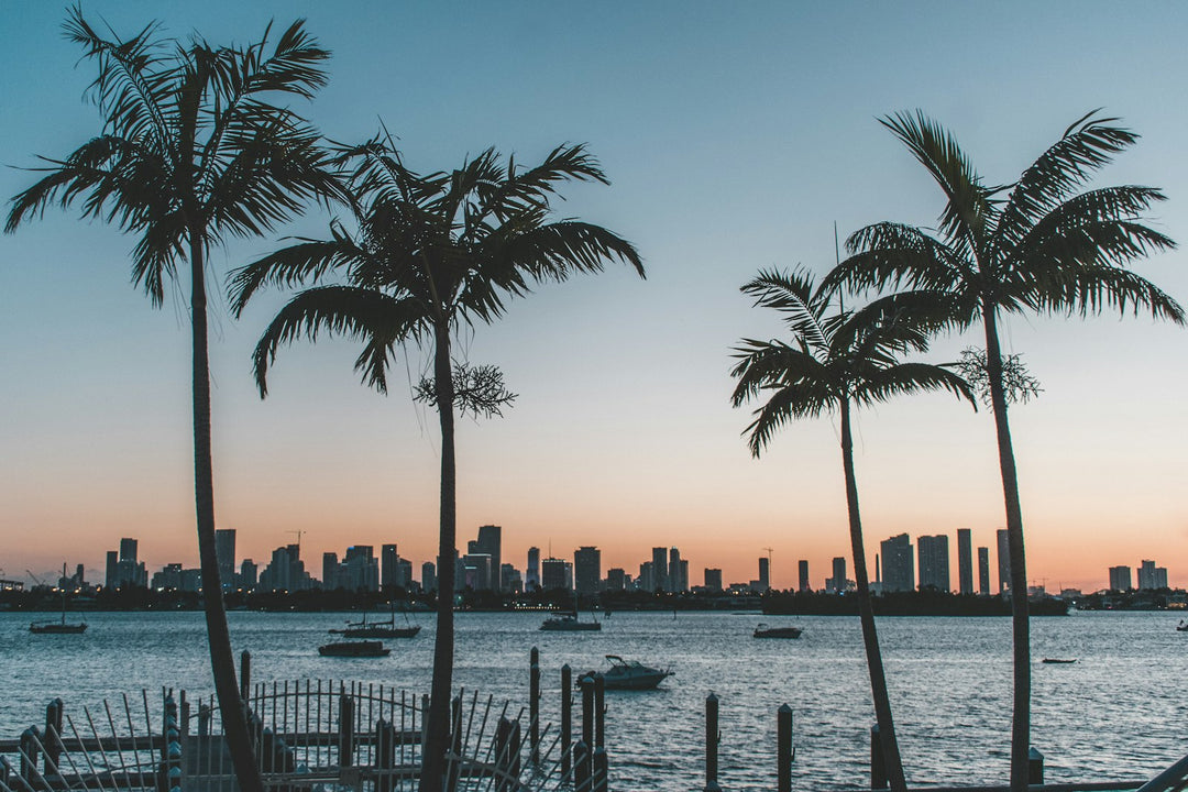 Miami skyline with palms